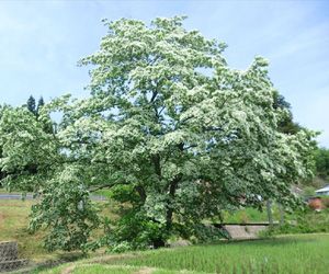 ヒトツバタゴ え な恵那 岐阜県恵那市観光サイト 一般社団法人恵那市観光協会