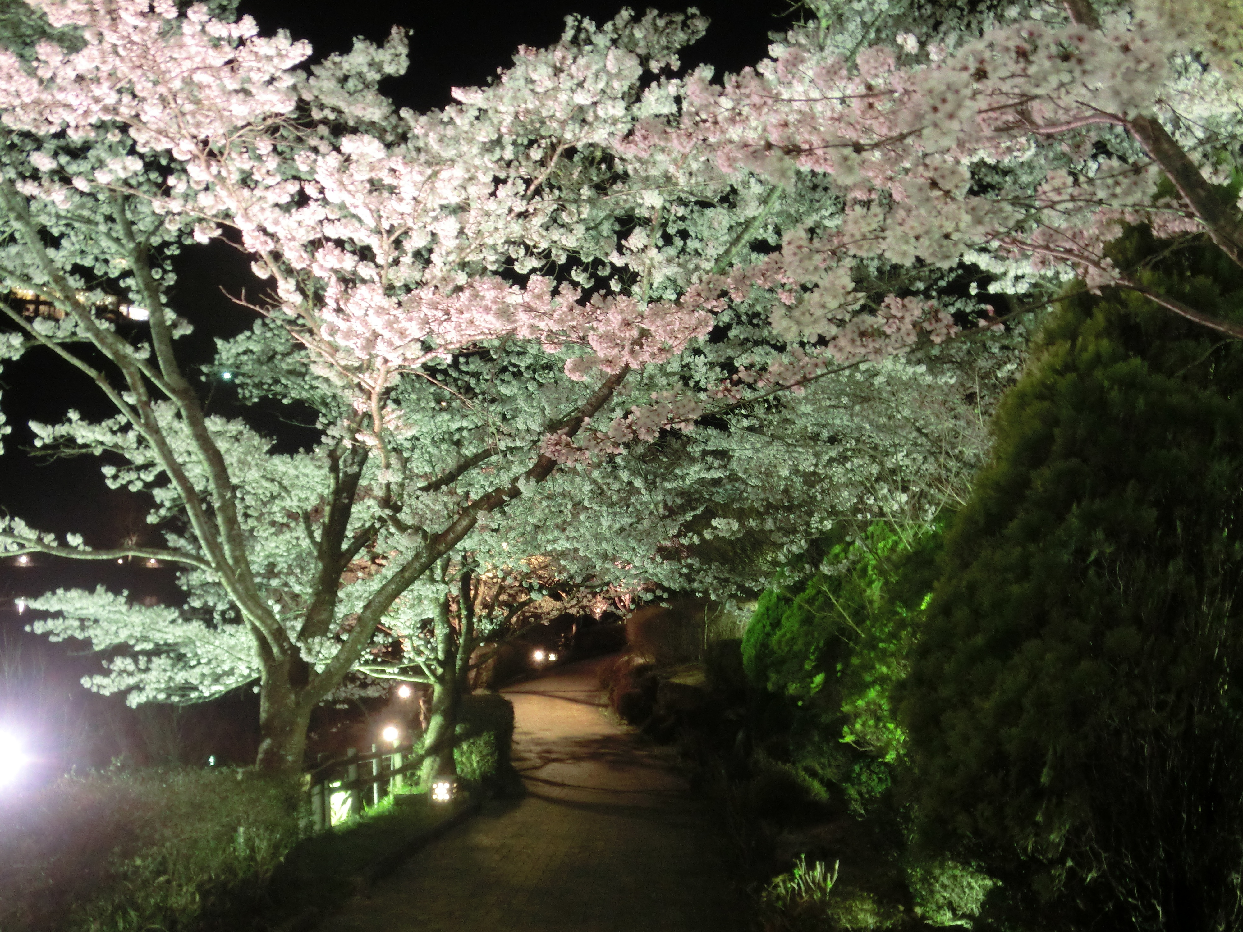 恵那峡さくらライトアップ え な恵那 岐阜県恵那市観光サイト 一般社団法人恵那市観光協会