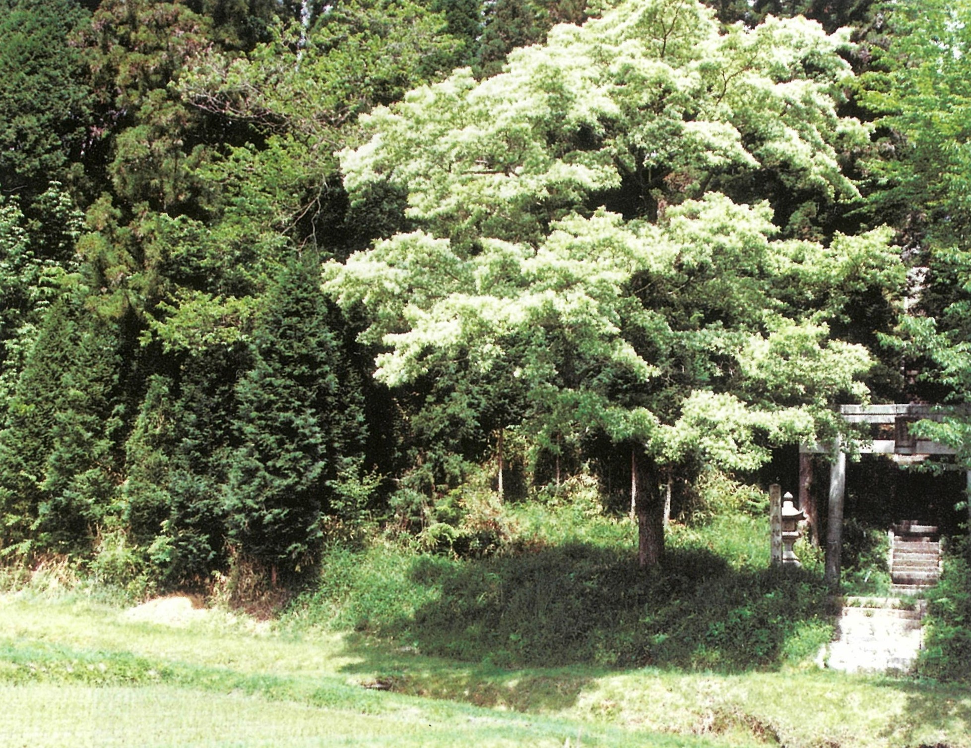 猿投神社のヒトツバタゴ え な恵那 岐阜県恵那市観光サイト 一般社団法人恵那市観光協会