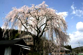 釜屋の枝垂れ桜 え な恵那 岐阜県恵那市観光サイト 一般社団法人恵那市観光協会 釜屋の枝垂れ桜 え な恵那 岐阜県恵那市観光サイト 一般社団法人恵那市観光協会