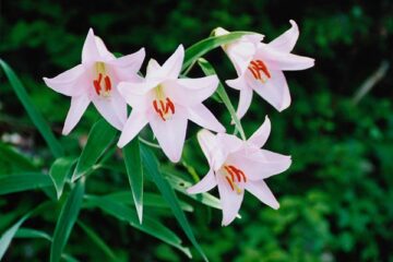 串原のささゆり