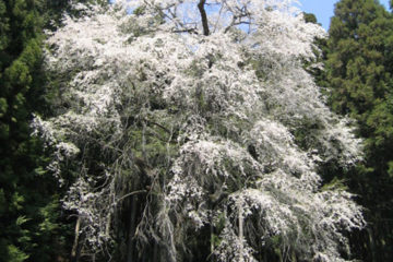 ひよもの枝垂れ桜