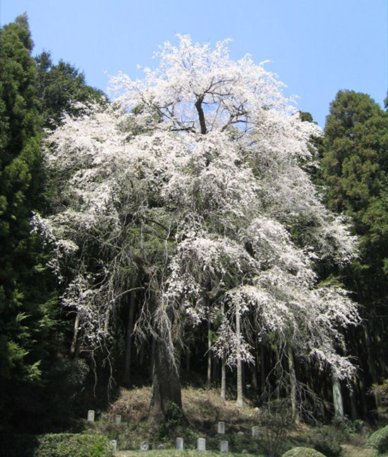 ひよもの枝垂れ桜