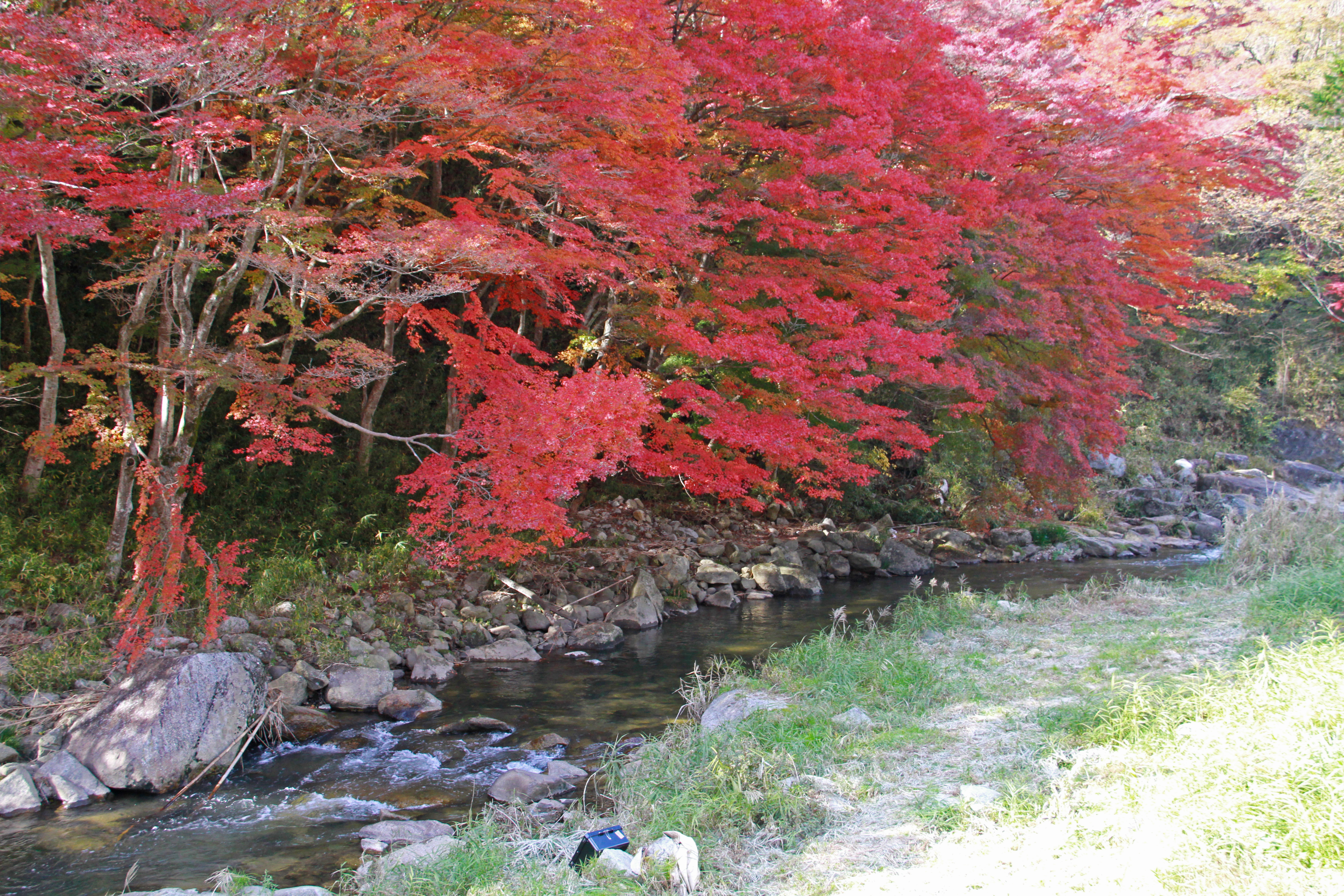 下ヶ渕のカエデ並木