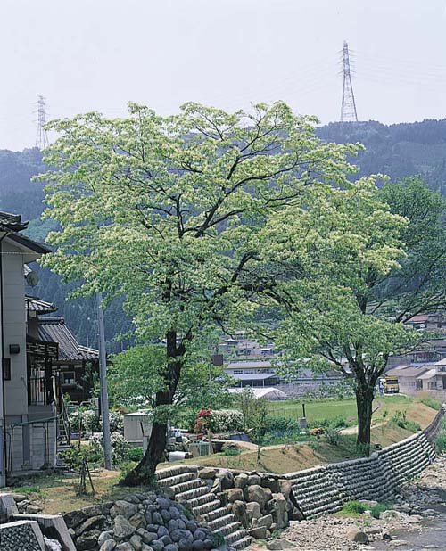 中野方のヒトツバタゴ自生地