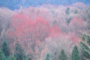 亀ヶ沢のハナノキ自生地