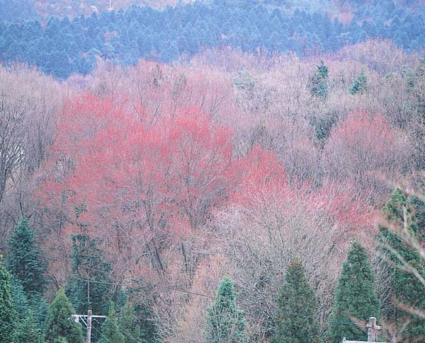 亀ヶ沢のハナノキ自生地