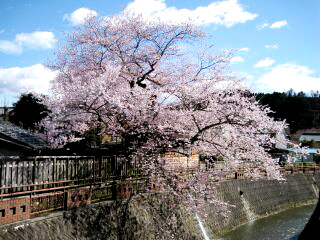 八斗蒔の彼岸桜