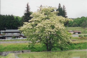 千田のヒトツバタゴ