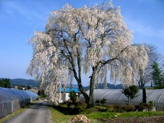 吉田川経塚の枝垂れ桜