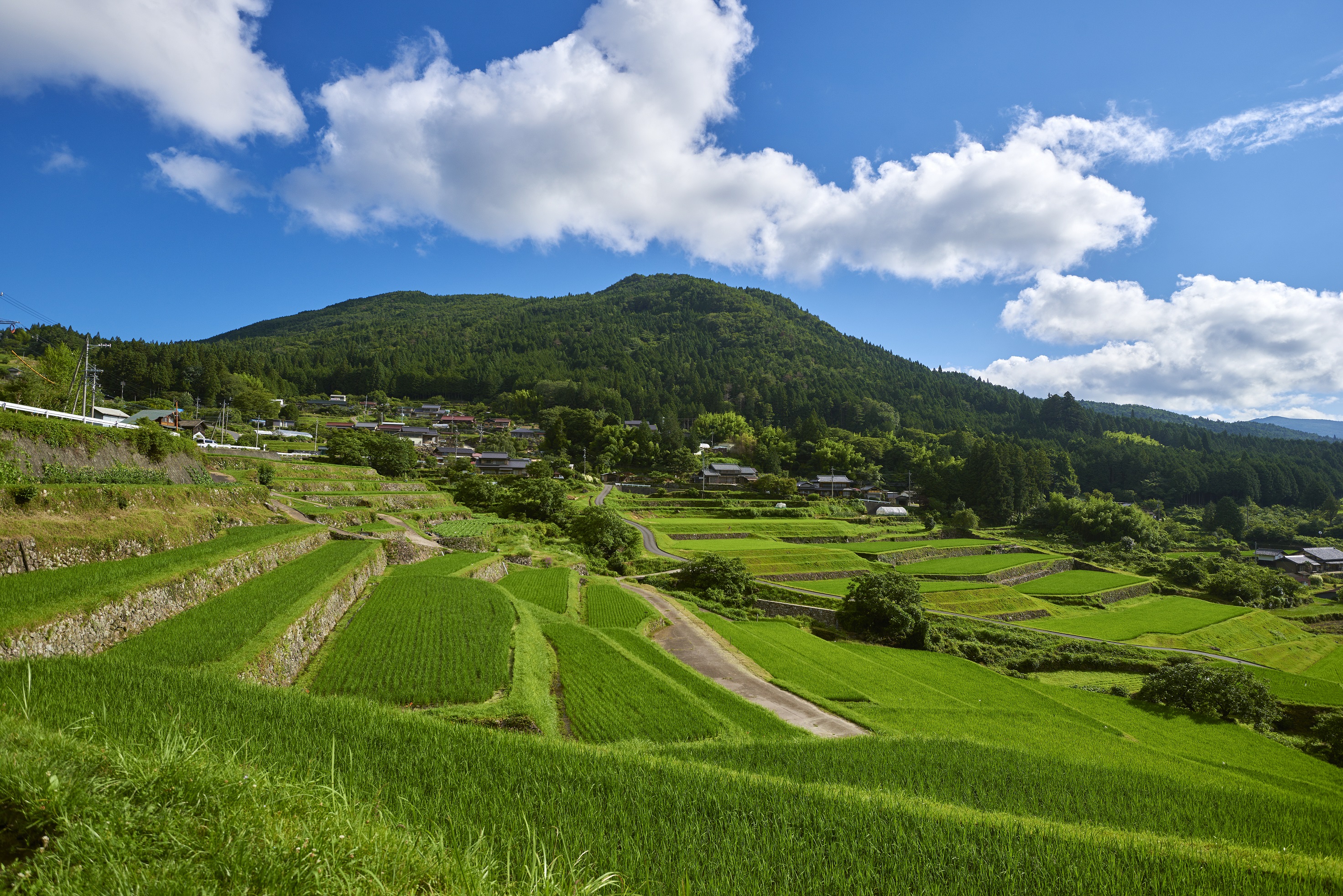 夏の坂折棚田と権現山