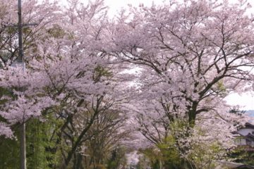 奥矢作湖畔の桜並木