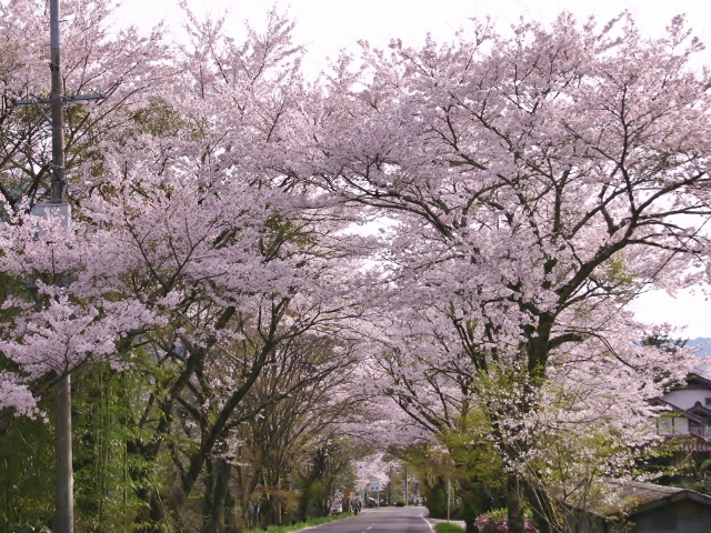 奥矢作湖畔の桜並木