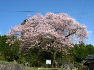 富田内杭　阿弥陀堂の桜
