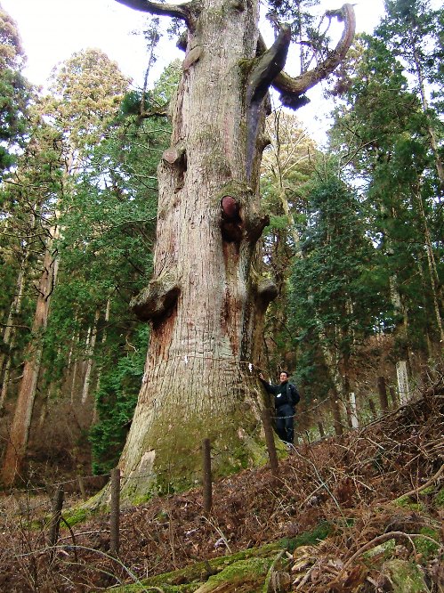 弁慶杉