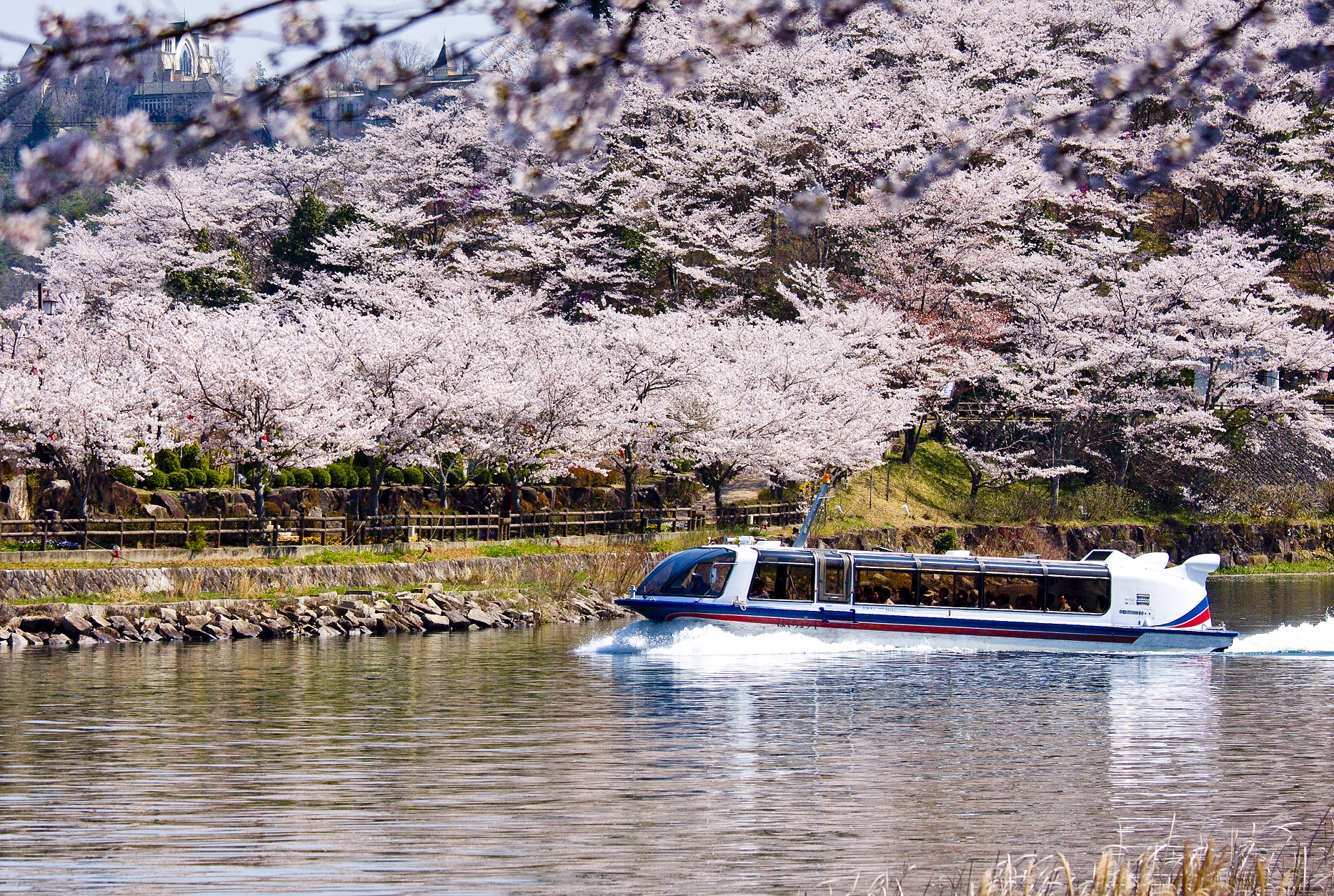 桜満開のさざなみ半島を背景に進む船