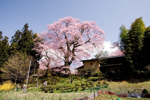 新田の桜