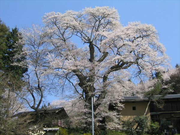 新田の桜