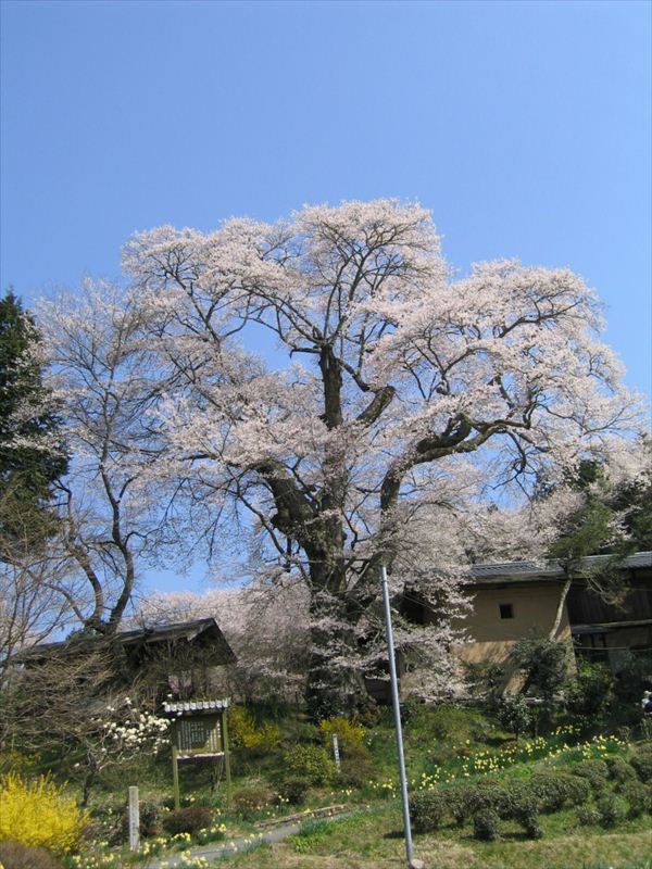 新田の桜