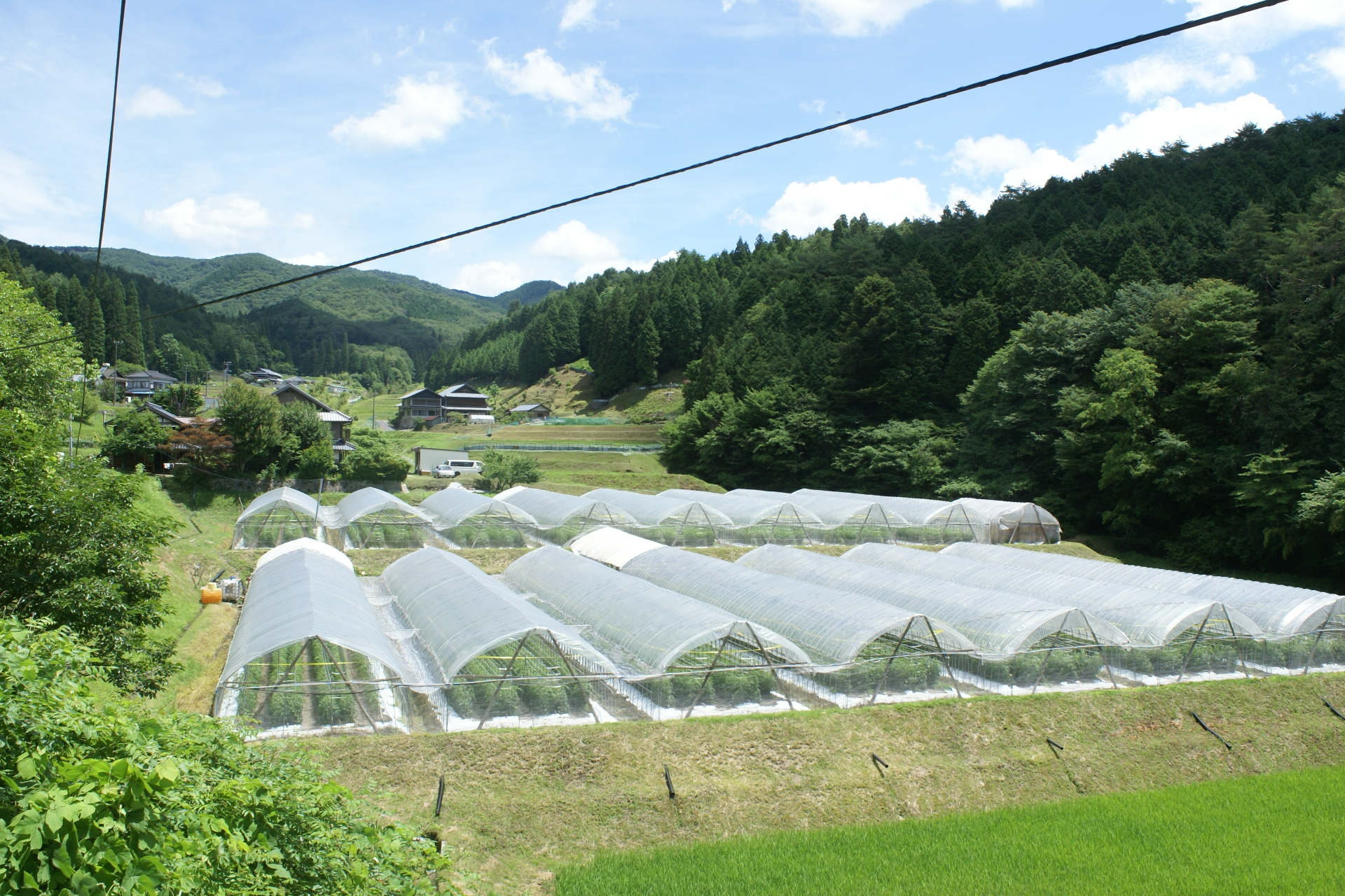 畑の風景