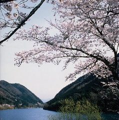 笠置峡の桜