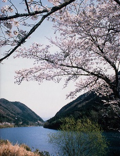笠置峡の桜