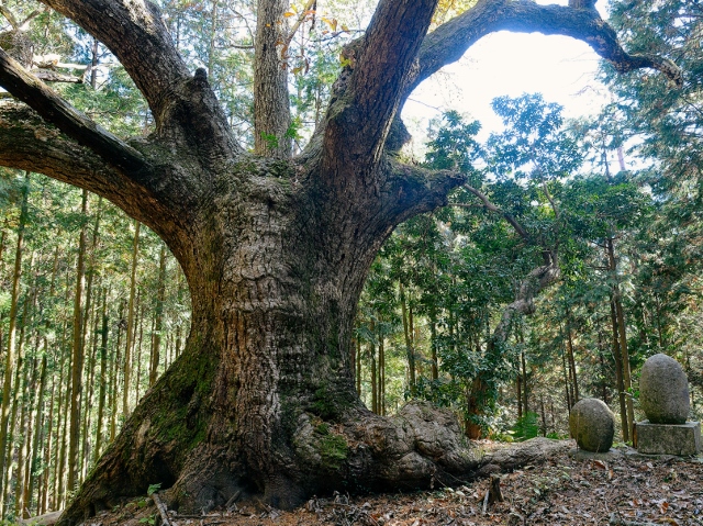 釜井の大まき