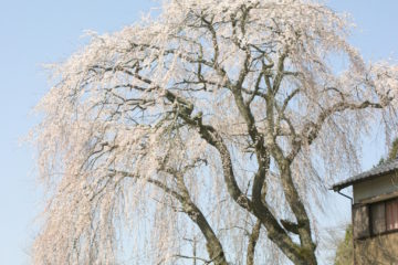 釜屋の枝垂れ桜