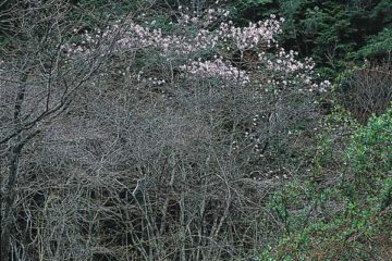 飯地町大根　シデコブシ自生地