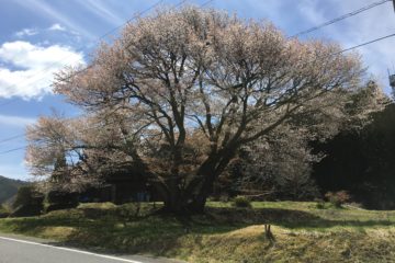 馬場桜