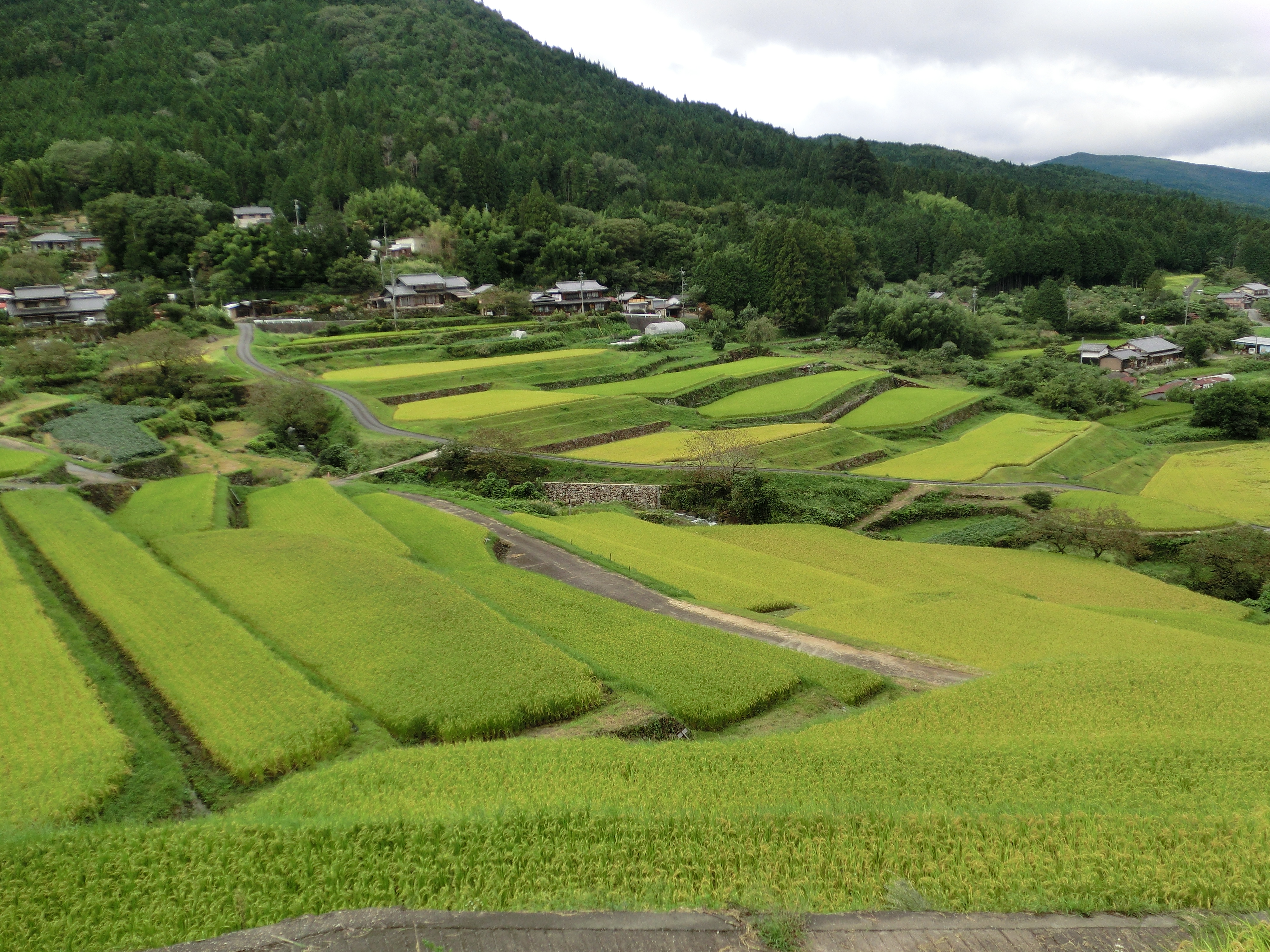 坂折棚田