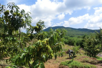 笠置山を背景に栗ひろい