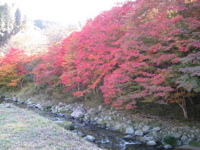 下ヶ渕紅葉ライトアップ え な恵那 岐阜県恵那市観光サイト 一般社団法人恵那市観光協会