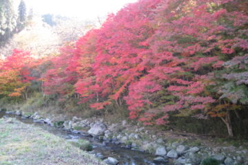 下ヶ渕紅葉ライトアップ