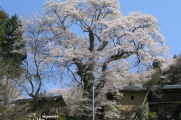 新田の桜まつり