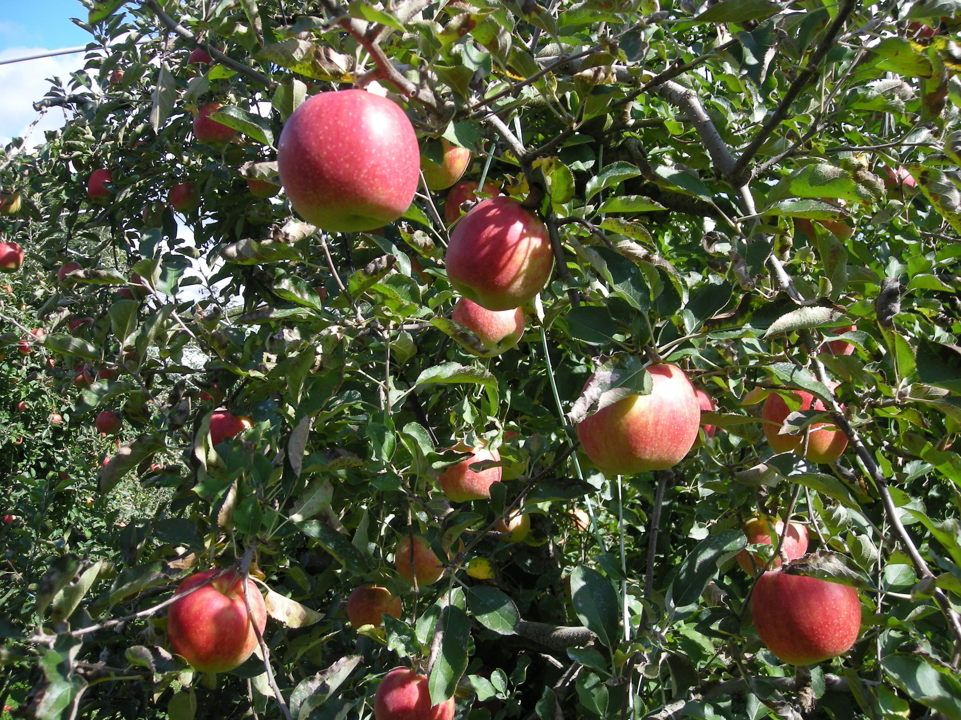 アケチりんごパーク え な恵那 岐阜県恵那市観光サイト 一般社団法人恵那市観光協会