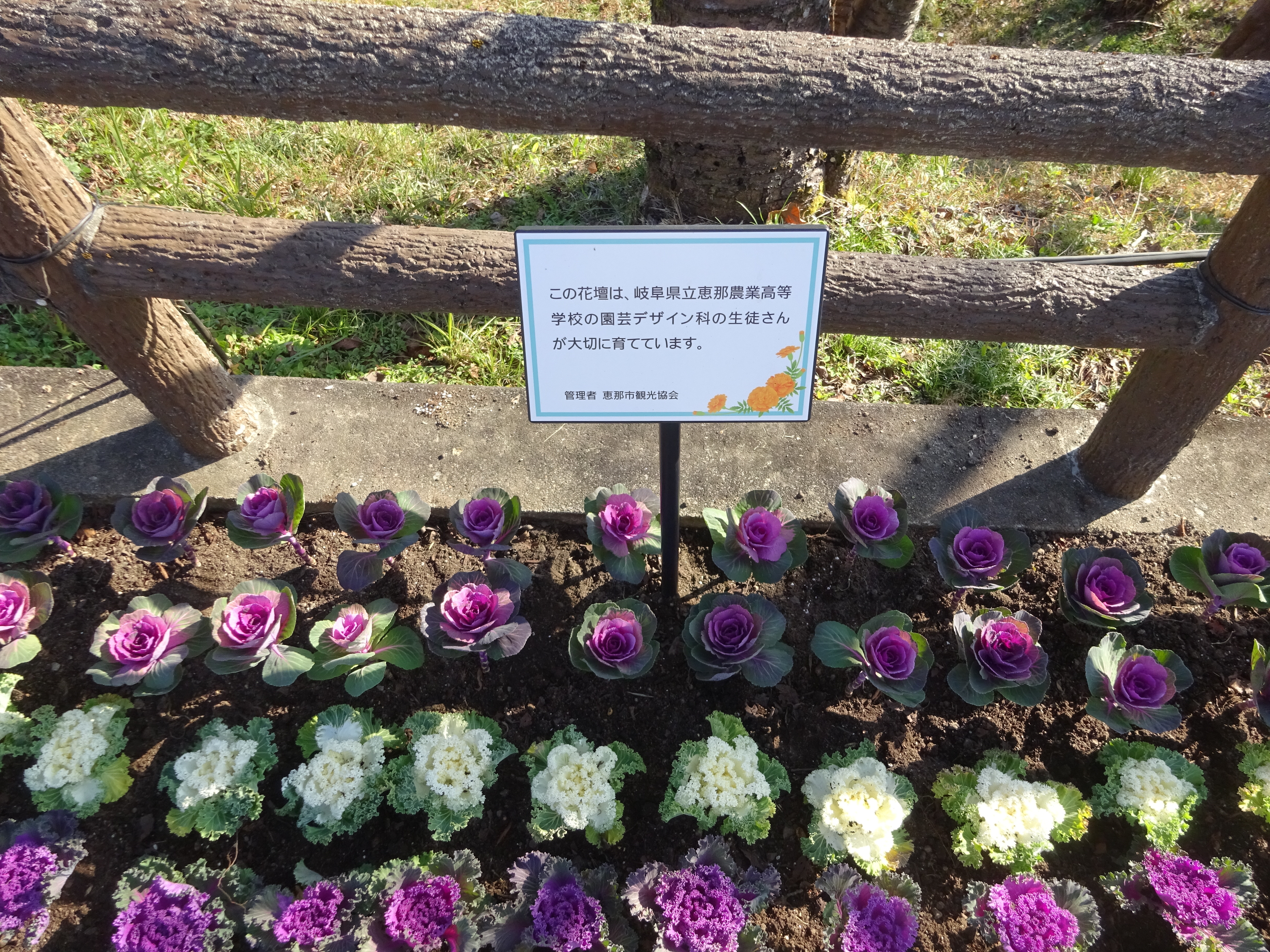 恵那峡公園にハボタンを植栽 え な恵那 岐阜県恵那市観光サイト 一般社団法人恵那市観光協会