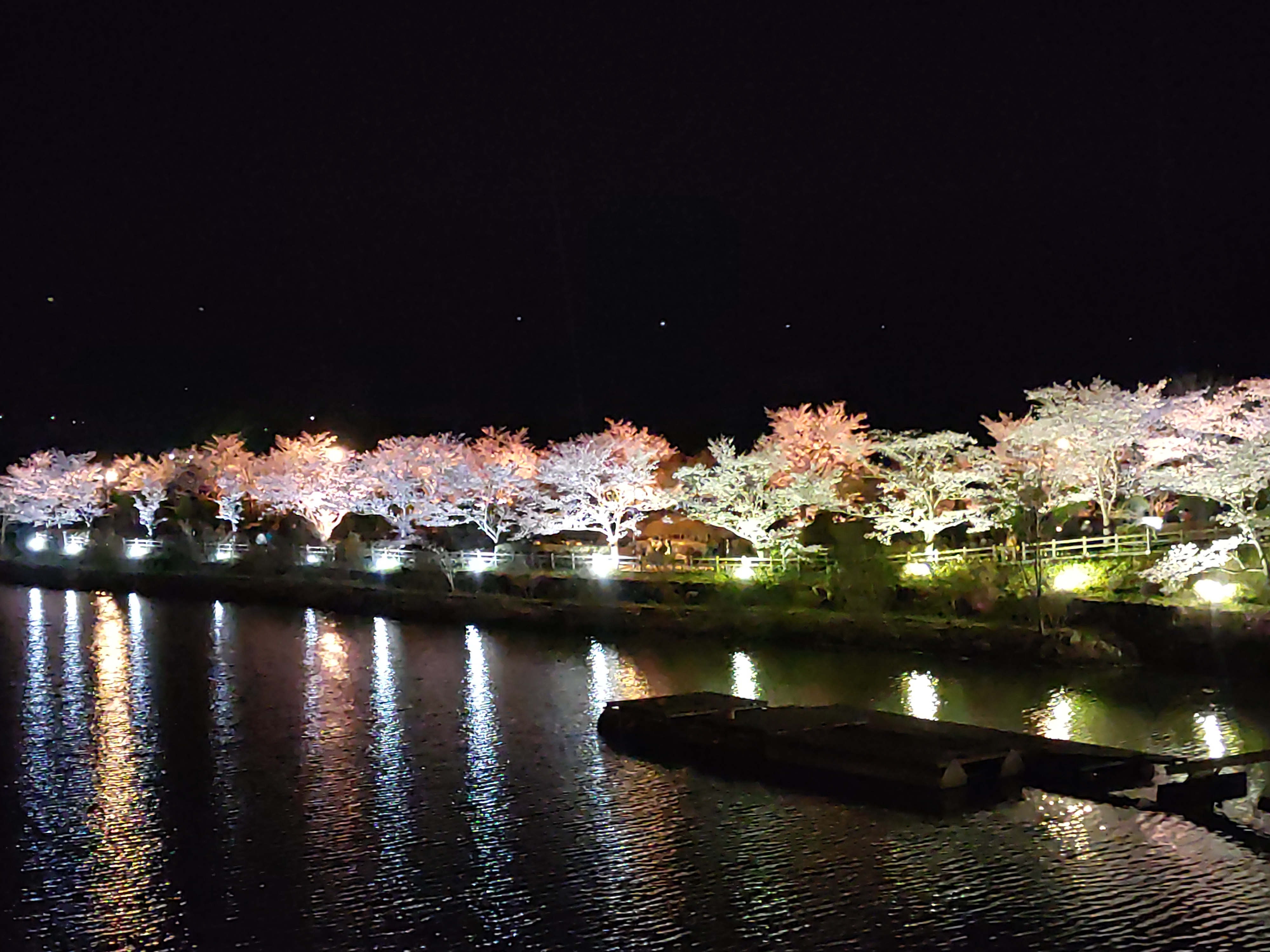 ライトアップされた桜