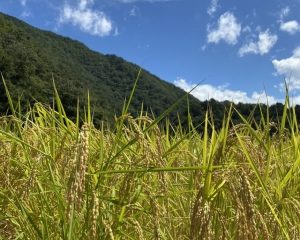 みかさぎ麴屋