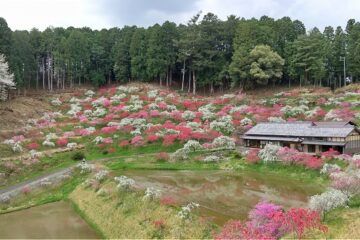 木根しだれ桃園